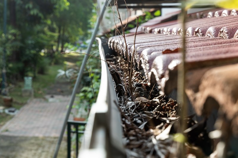 Chéneau de corniche obstrué par des feuilles mortes et de la végétation sur une maison